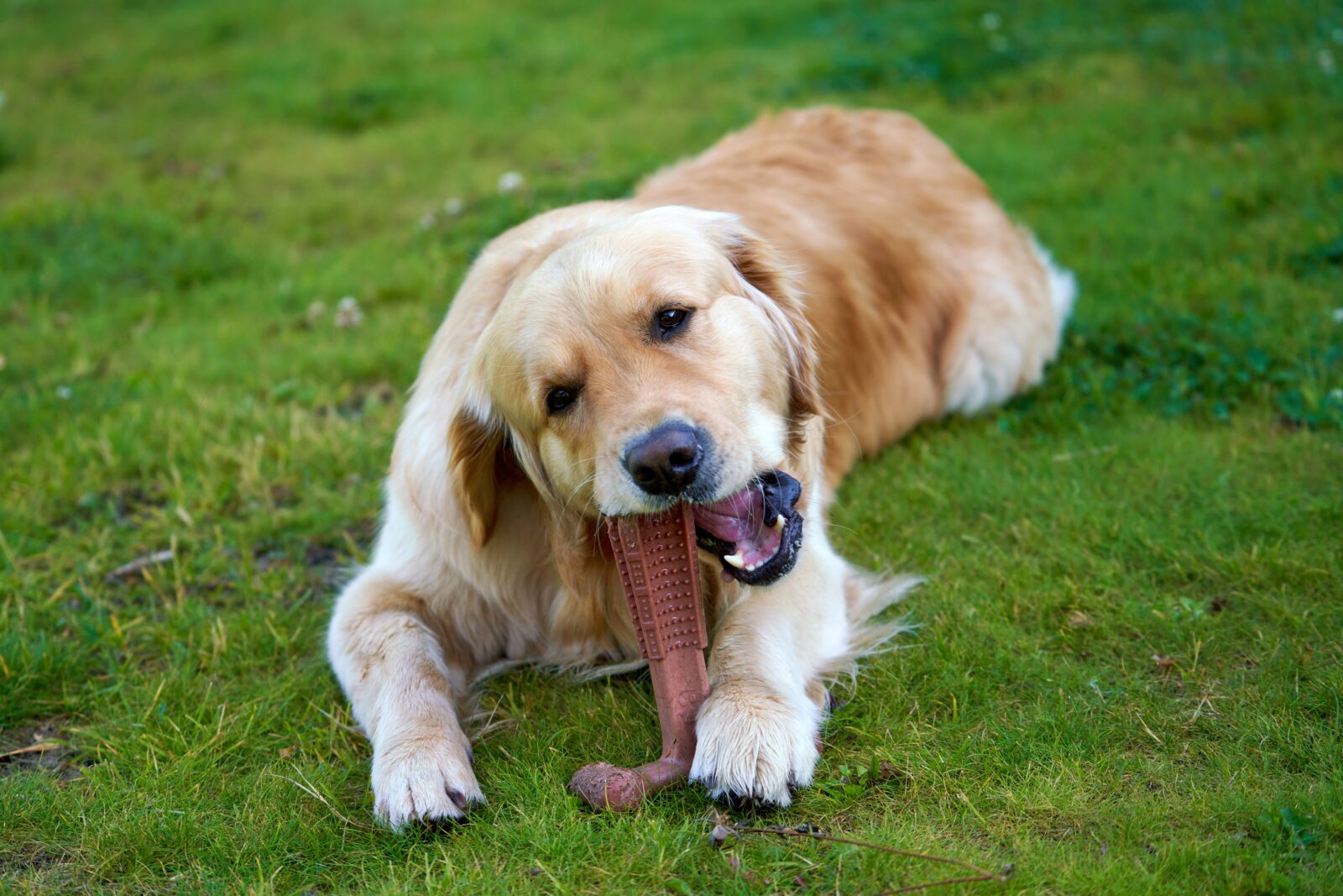 Golden retriever lying on grass chewing a rubber toy