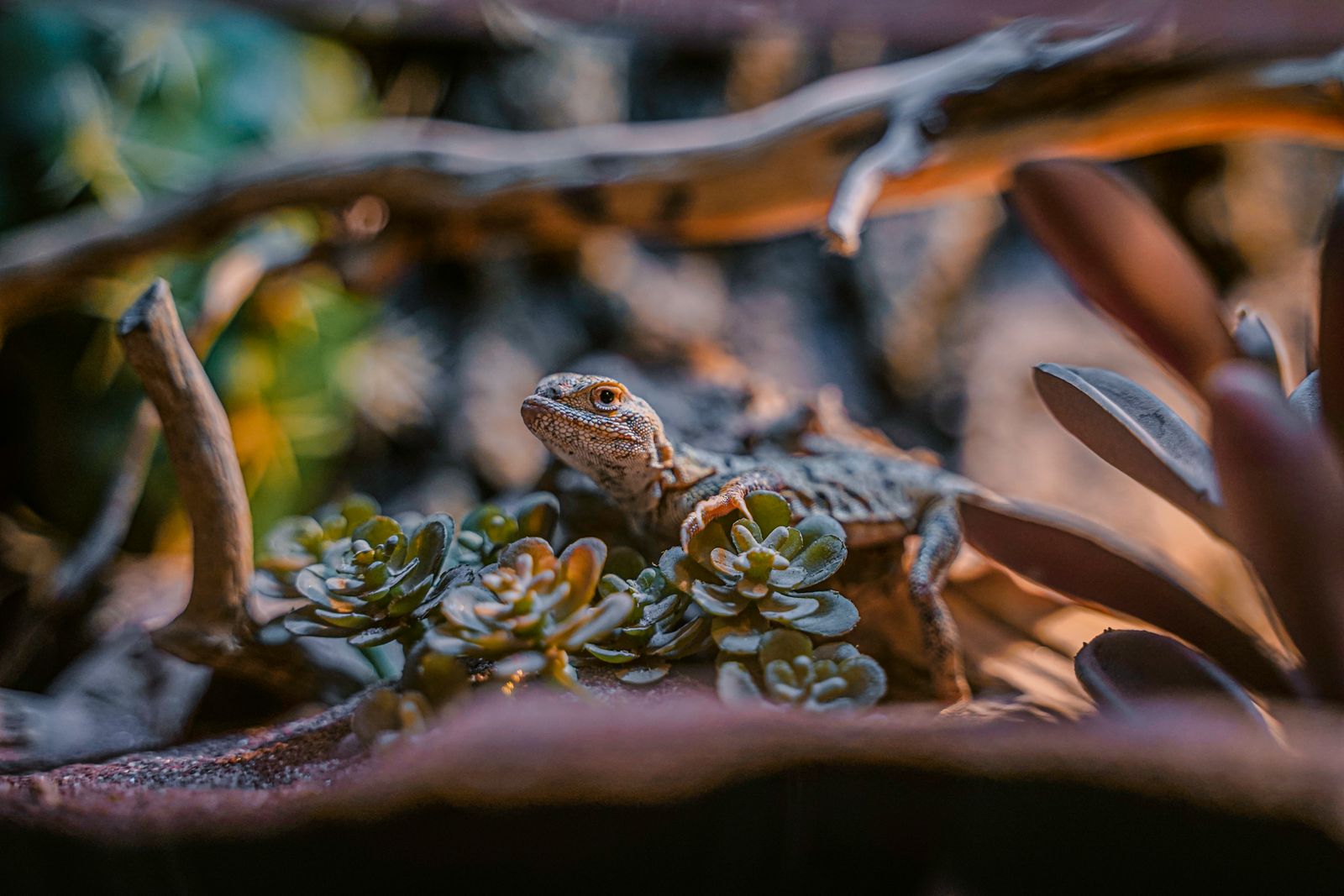 Reptile Thermometer Accuracy: What Brands Publish