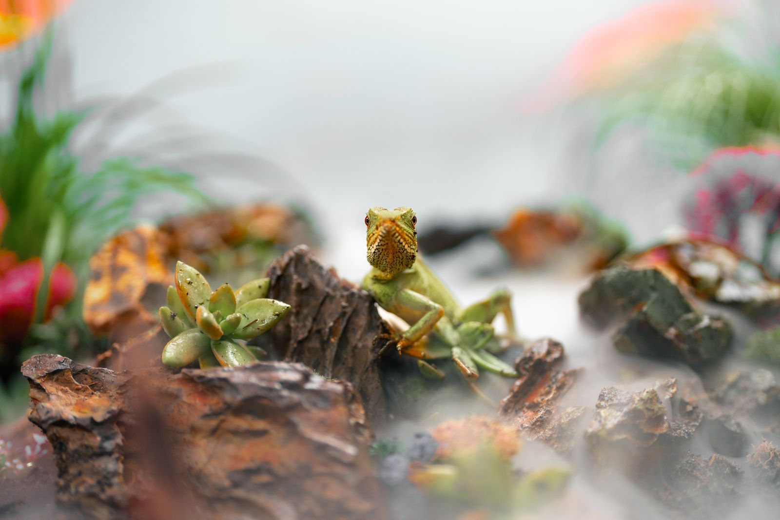Reptile Misting Systems: What Actually Keeps Humidity Stable