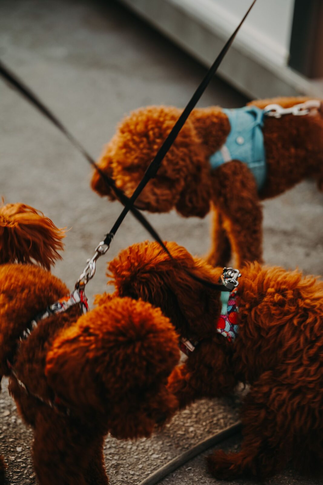 Three Harnesses, One Determined Puller: Which No-Pull Dog Harness Is Worth the Money