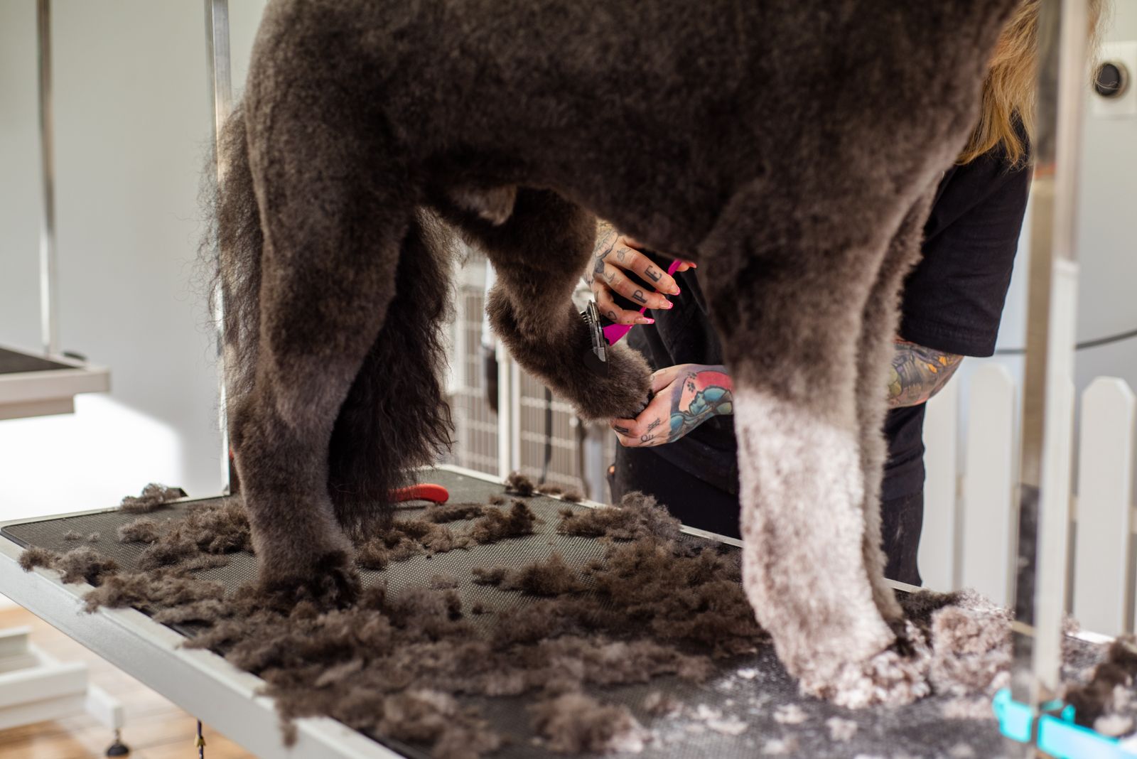 Cutting the Groomer Bill: Wahl vs. Andis vs. Oster Dog Clippers for First-Timers