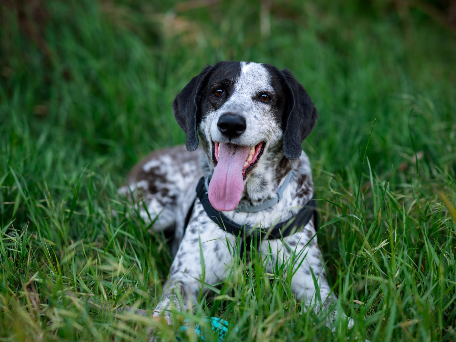 Frontline, NexGard, or Seresto: The Real Cost of a Year of Flea and Tick Protection