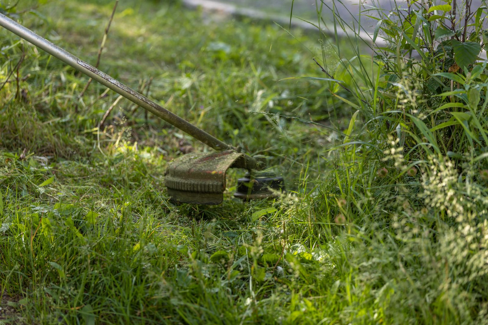 A grass trimmer cutting through a lush green lawn on a sunny day