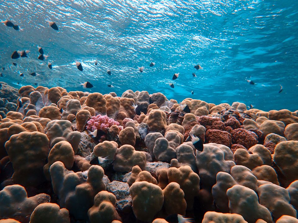 A stunning underwater scene showcasing diverse coral reefs and fish in clear blue waters