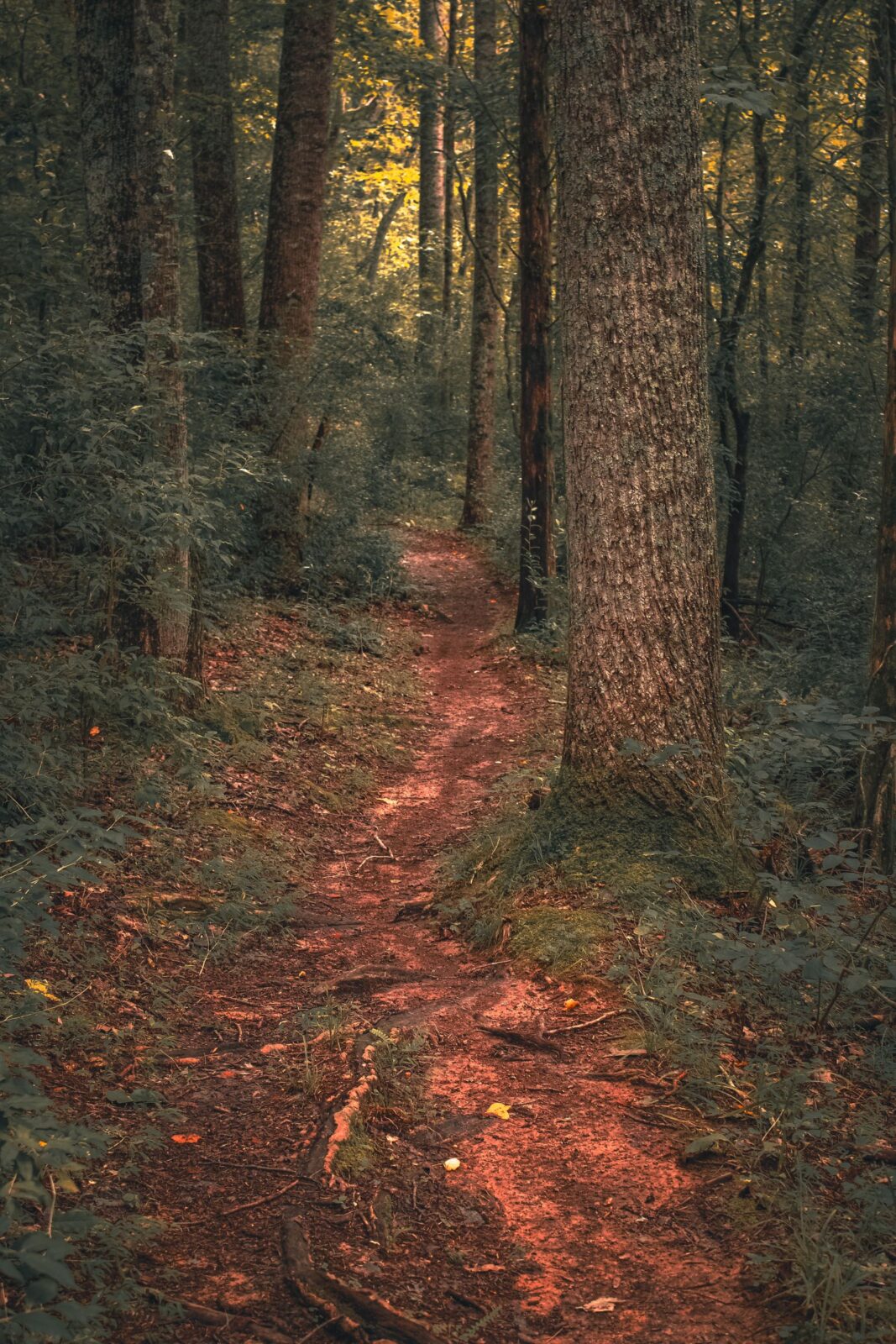 Cellular or Standard? What a Trail Camera Subscription Really Costs You