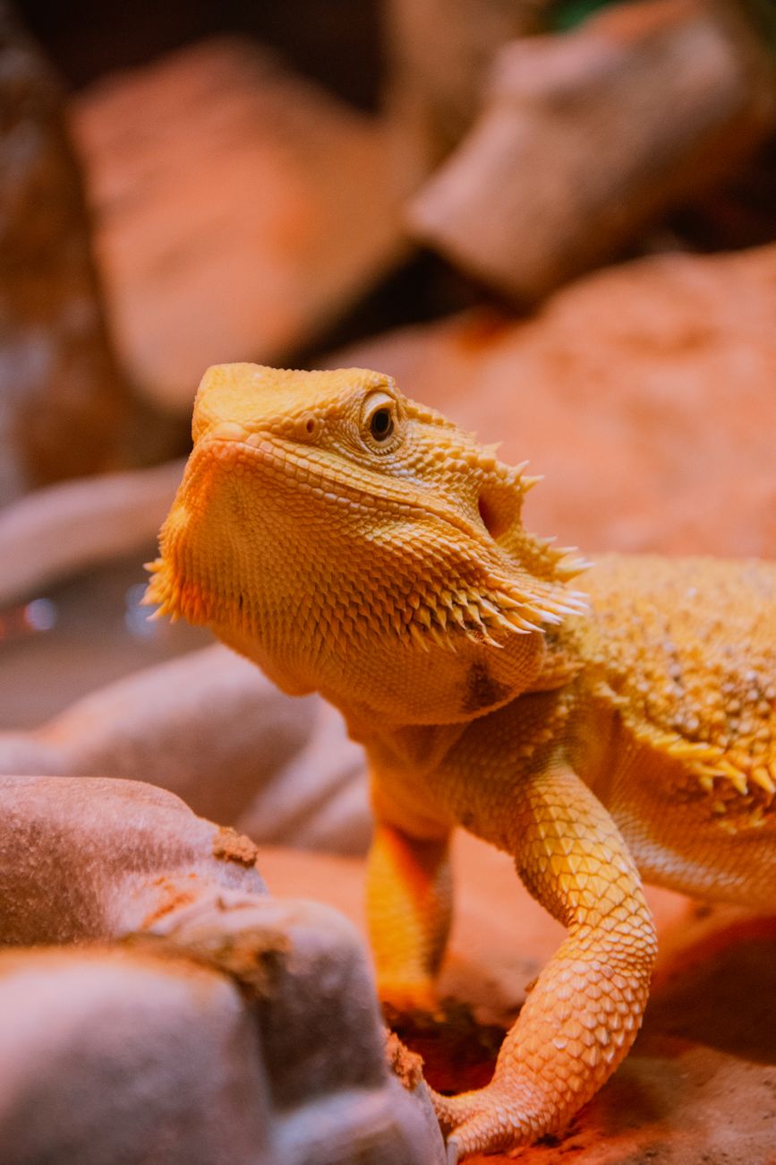 Terrarium Heating and UVB Lighting: Five Criteria Before You Buy