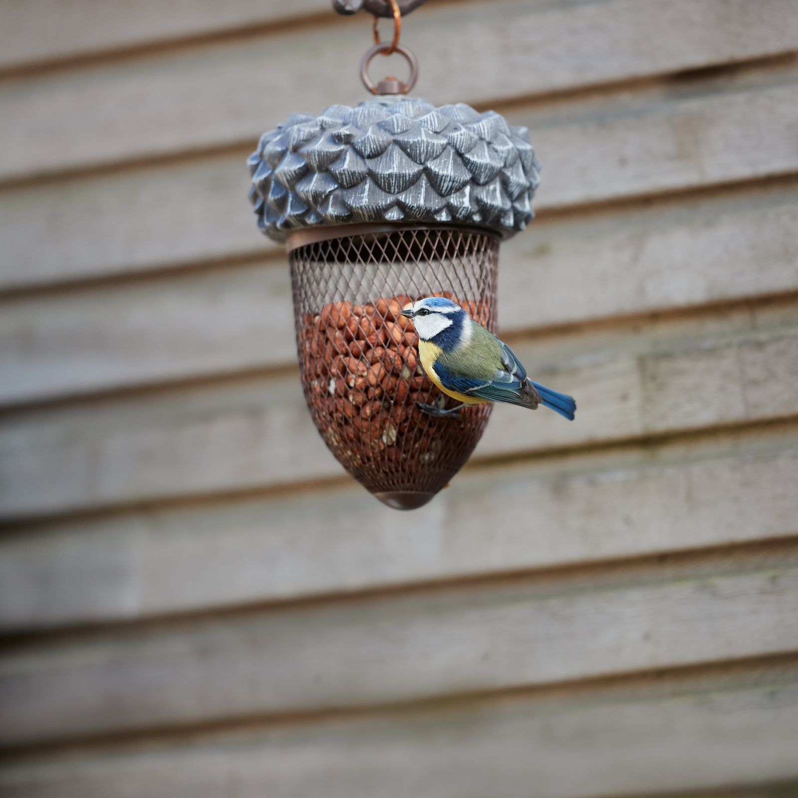 A Smart Bird Feeder Costs Less Than Its Subscriptions