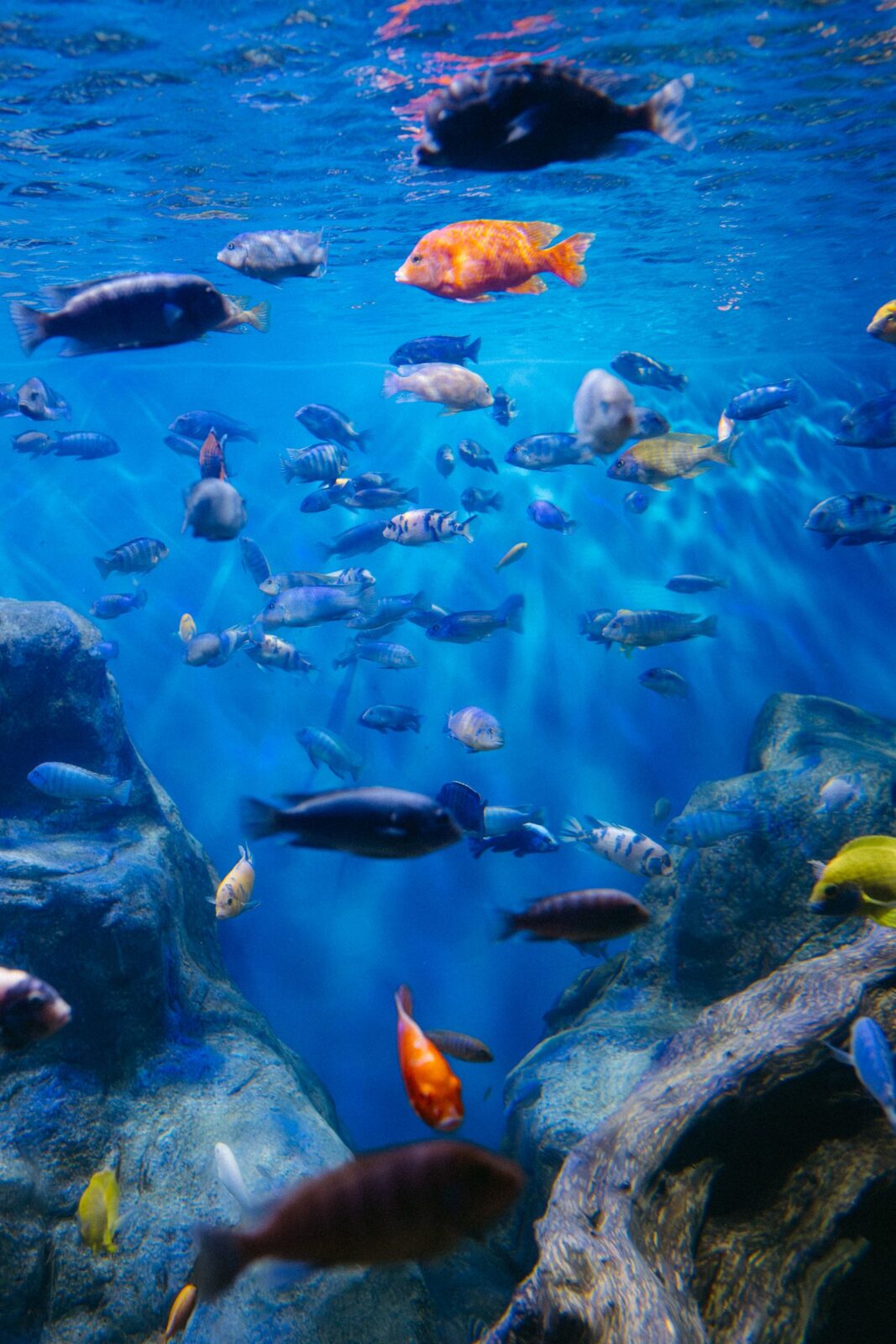 Water Conditioner Per-Gallon Math: Prime, API, AquaSafe