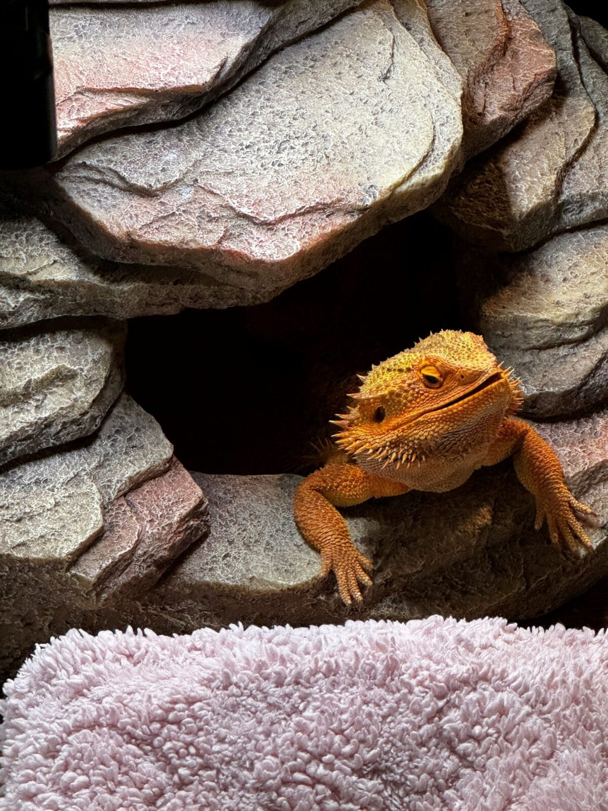 PVC, Glass, or Screen: Reptile Enclosure Buying Guide