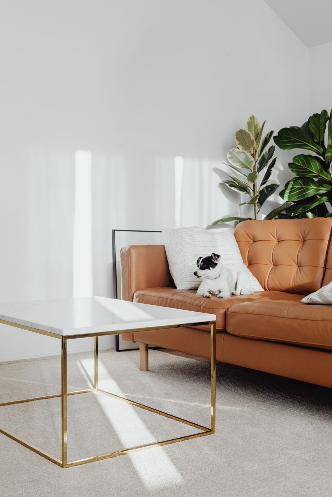 Small dog resting on a couch in a contemporary living room, illustrating a pet-friendly household