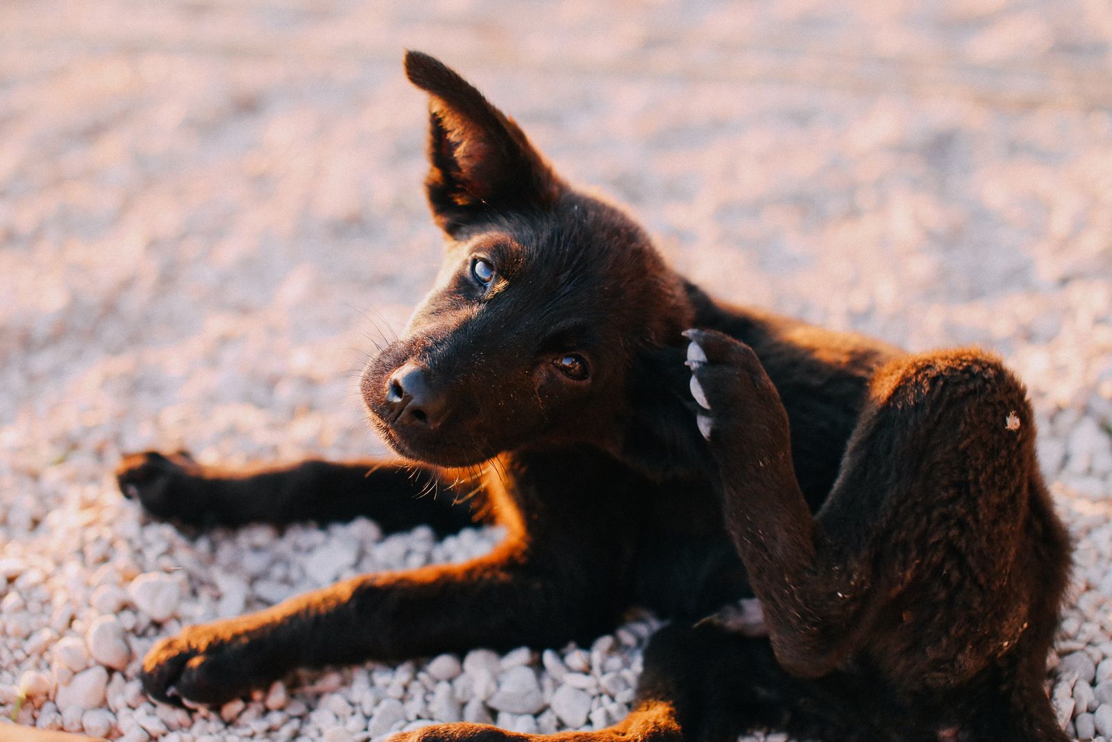 Solution, Wipe, or Powder? Choosing the Right Ear Cleaner for Dogs and Cats