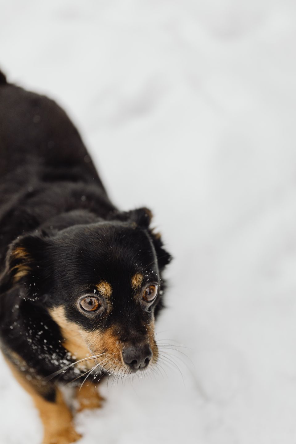 Dog Boots That Stay On: Fit Systems Ranked by Escape Rate