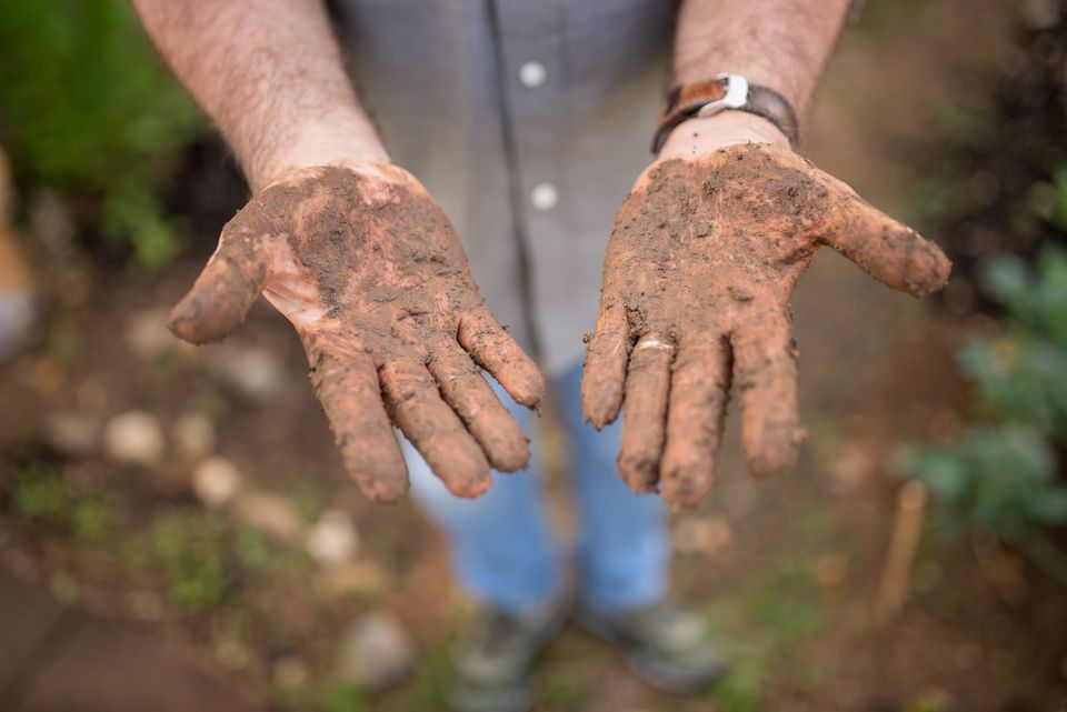 Close-up of hands covered in dark, crumbly garden soil, the texture finished compost should have