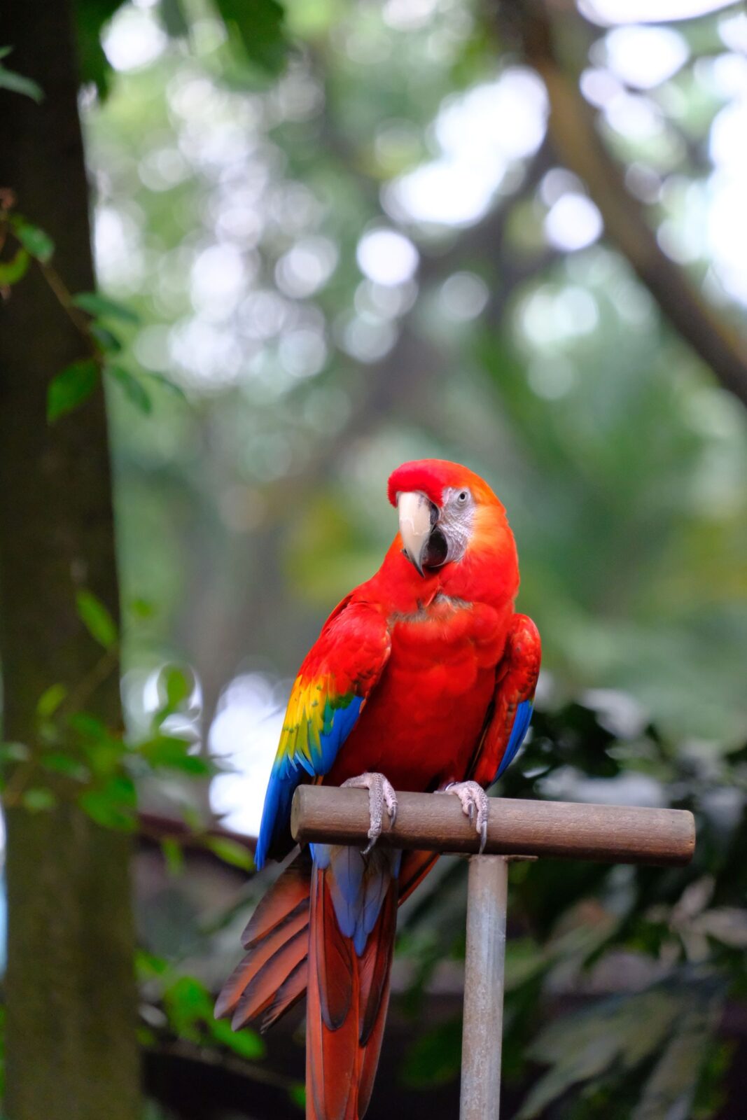 Bird Perches Compared: Natural Wood vs. Rope vs. Mineral for Foot Health