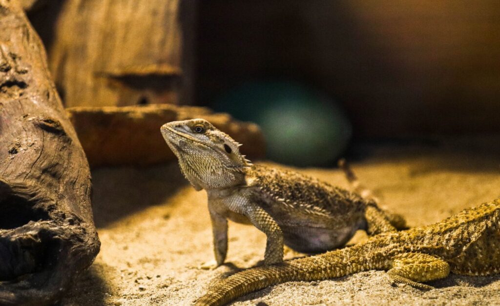 Two bearded dragons in a sandy terrarium enclosure with a driftwood branch