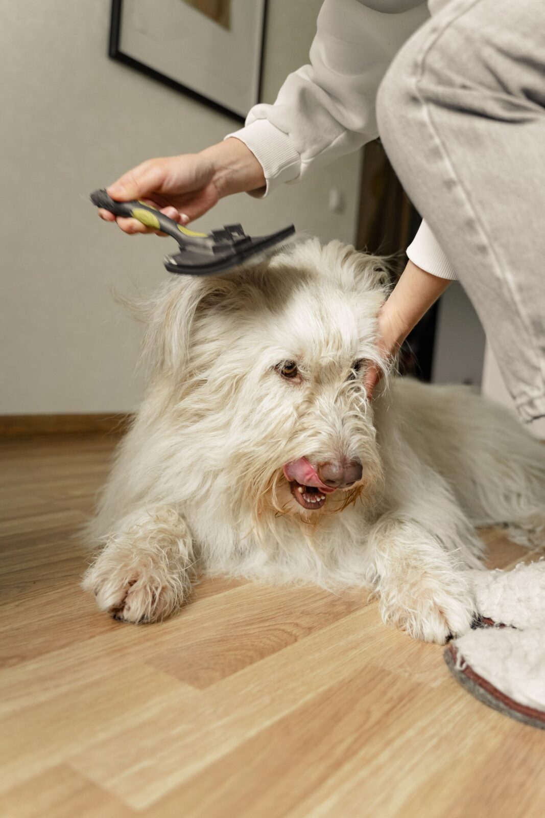 Slicker Brush, Deshedding Tool, or Grooming Glove: Which One Should You Buy for Shedding Season?