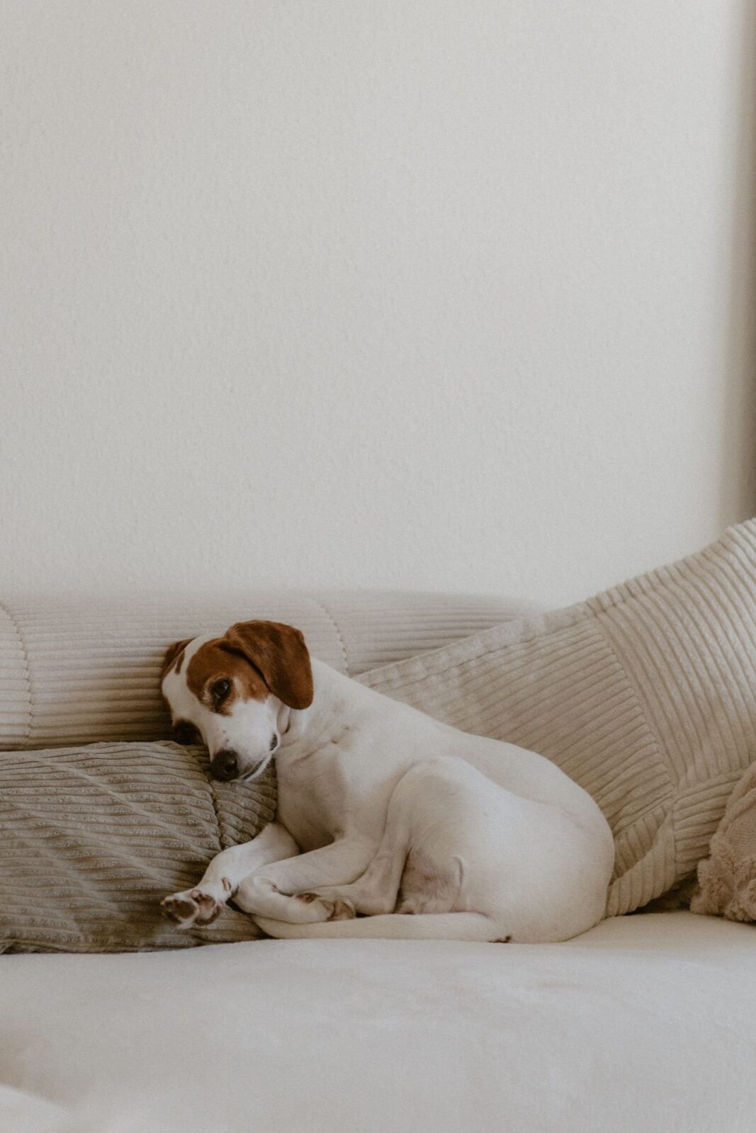 A beagle resting on cream couch cushions