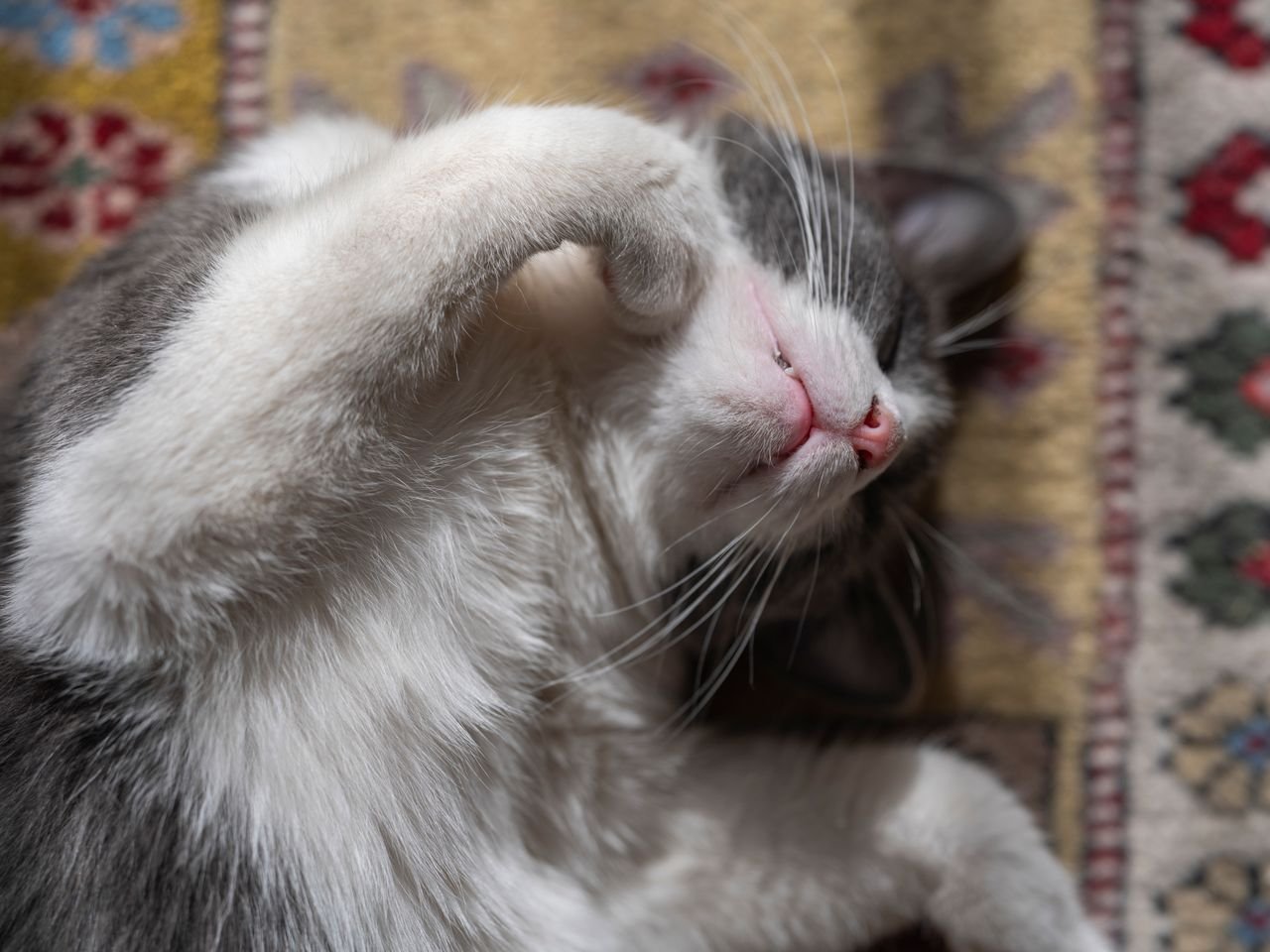 A gray and white cat sleeping on a patterned rug