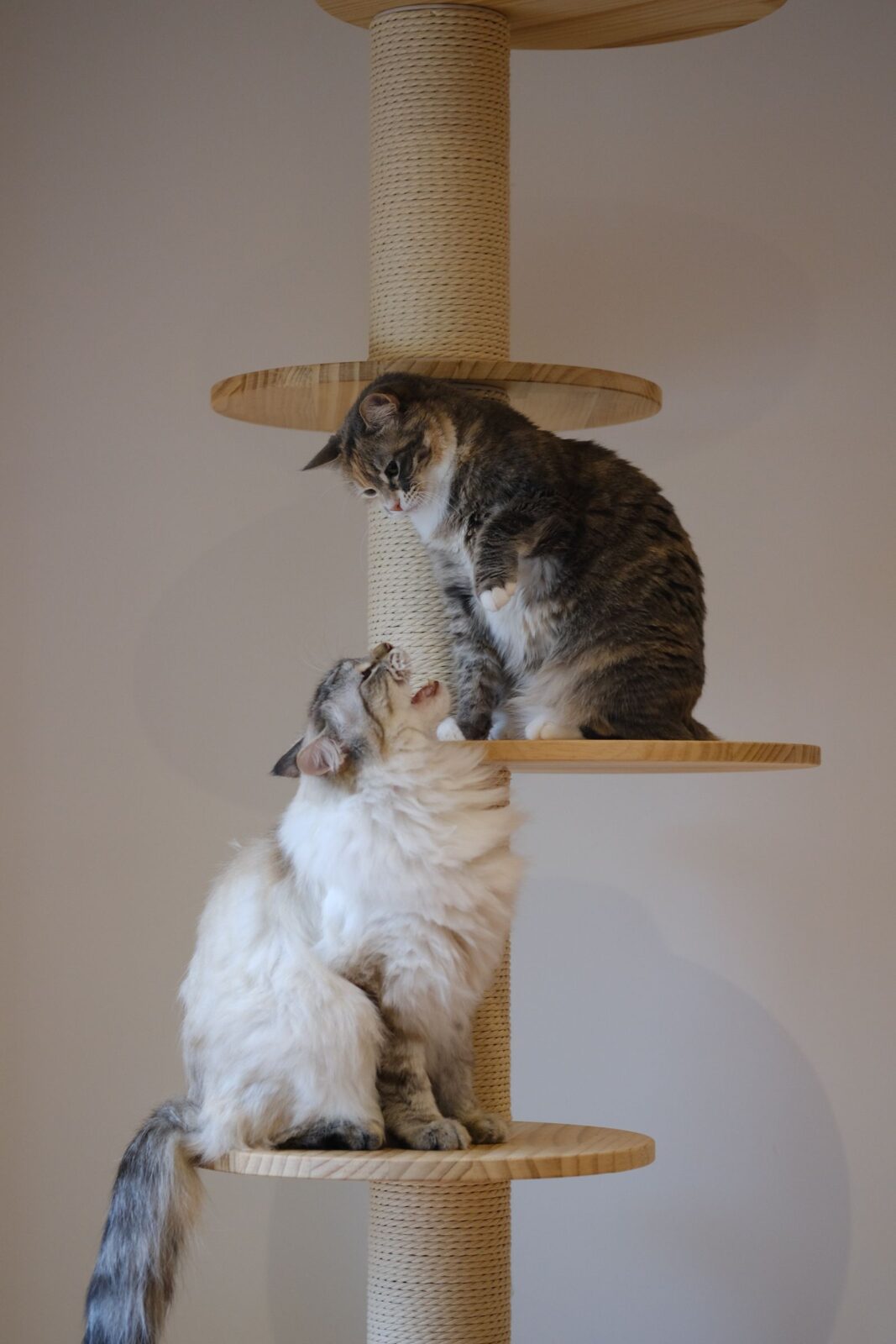 Two cats playing together on a wooden multi-level cat tree indoors