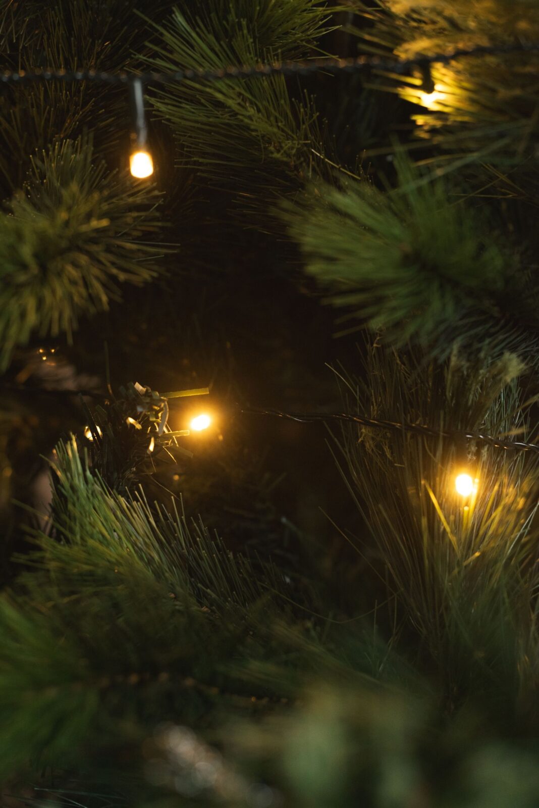 Pine branches with small warm-white string lights glowing among the needles