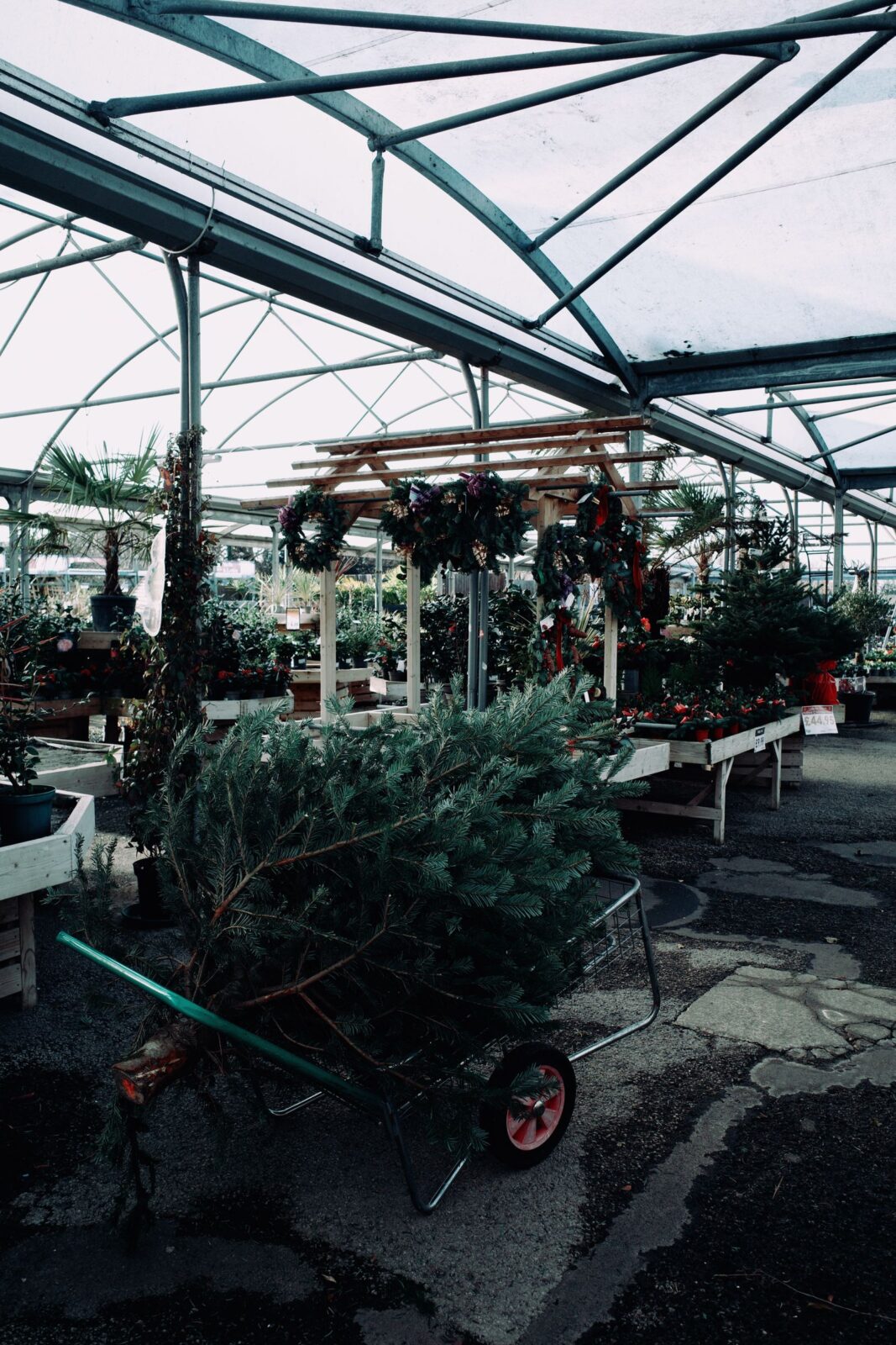 A cut evergreen tree lying on a hand cart inside a greenhouse garden center with wreaths hanging behind it