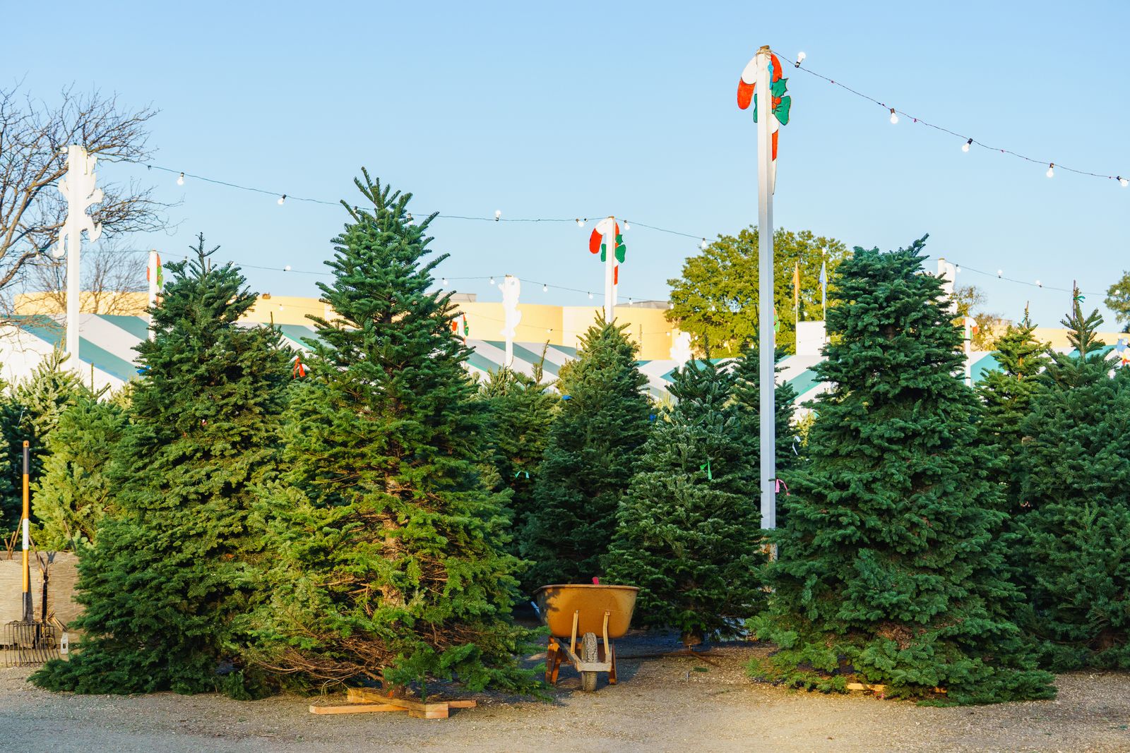 Real or Artificial Christmas Tree: What Ten Seasons Cost