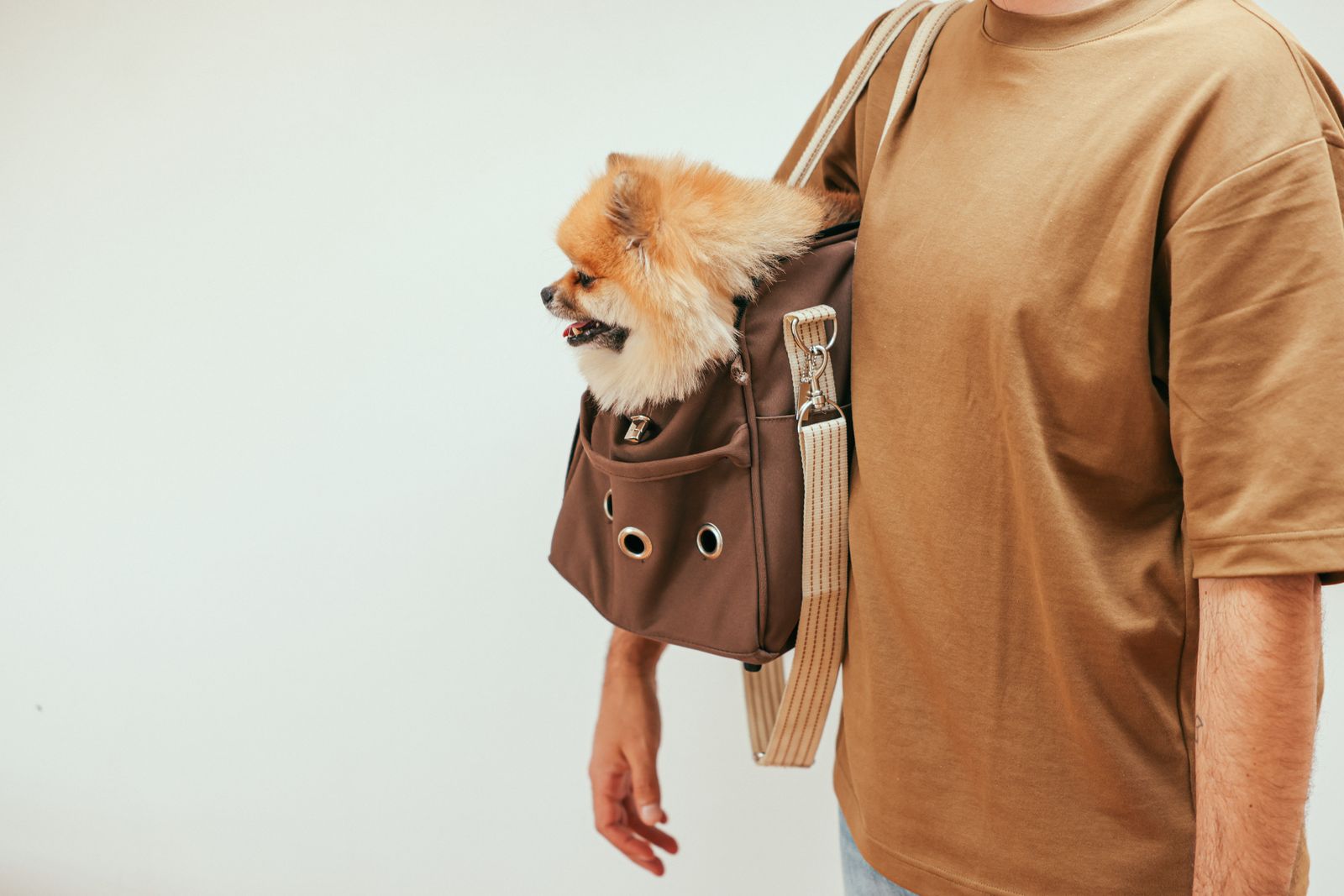A small Pomeranian peeking out of a brown shoulder-strap pet carrier