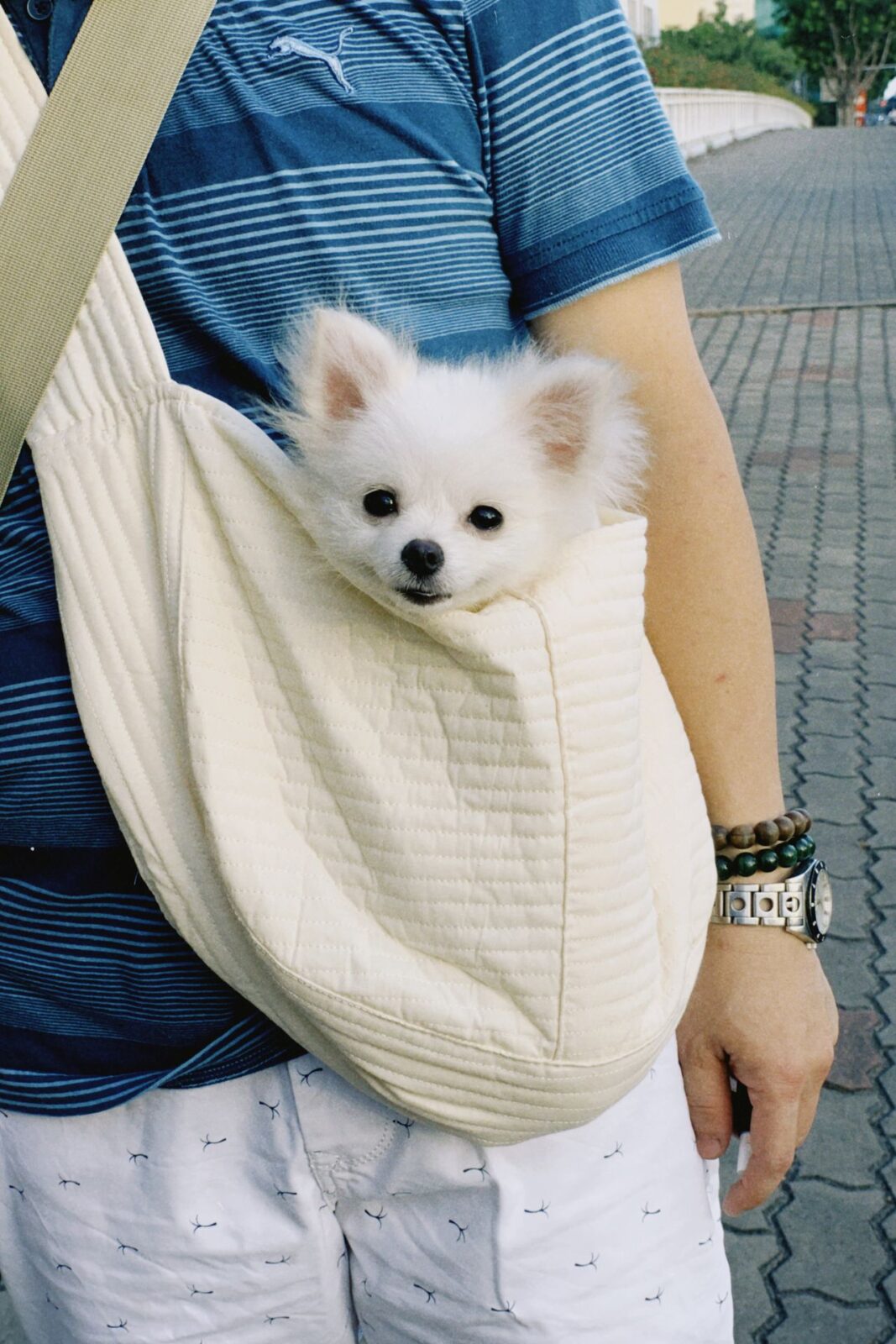 A small white dog riding in a cream sling bag