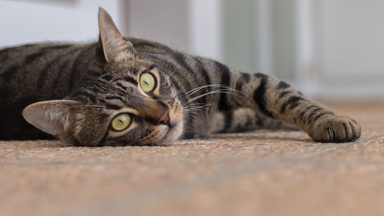 Bissell Little Green vs Pet Pro: Which Is Better?